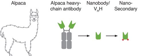 Nano-Secondaries Scheme