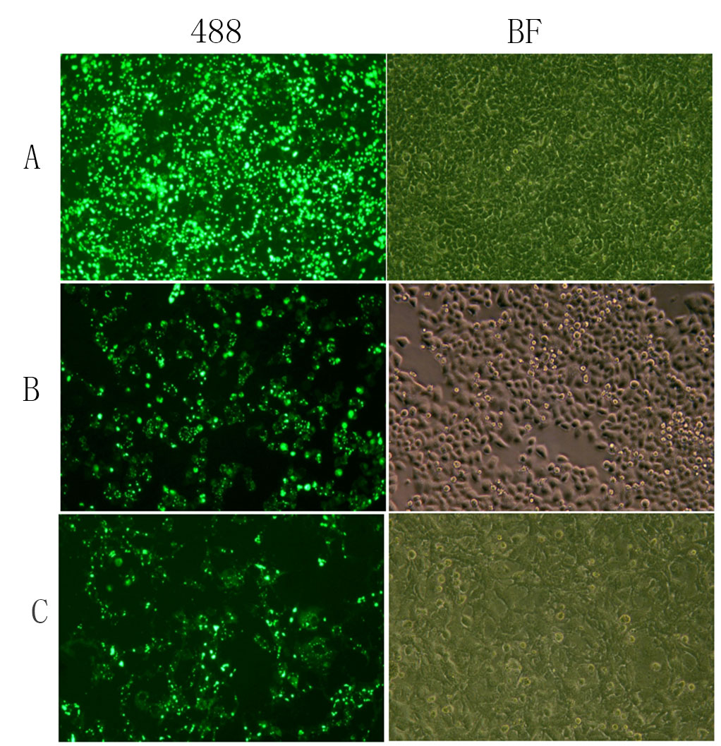 Fig. The transfection effect of HEK293T cells (A), Hela cells (B), and Cos-7 cells (C) using Lipo3.0 Transfection Reagent